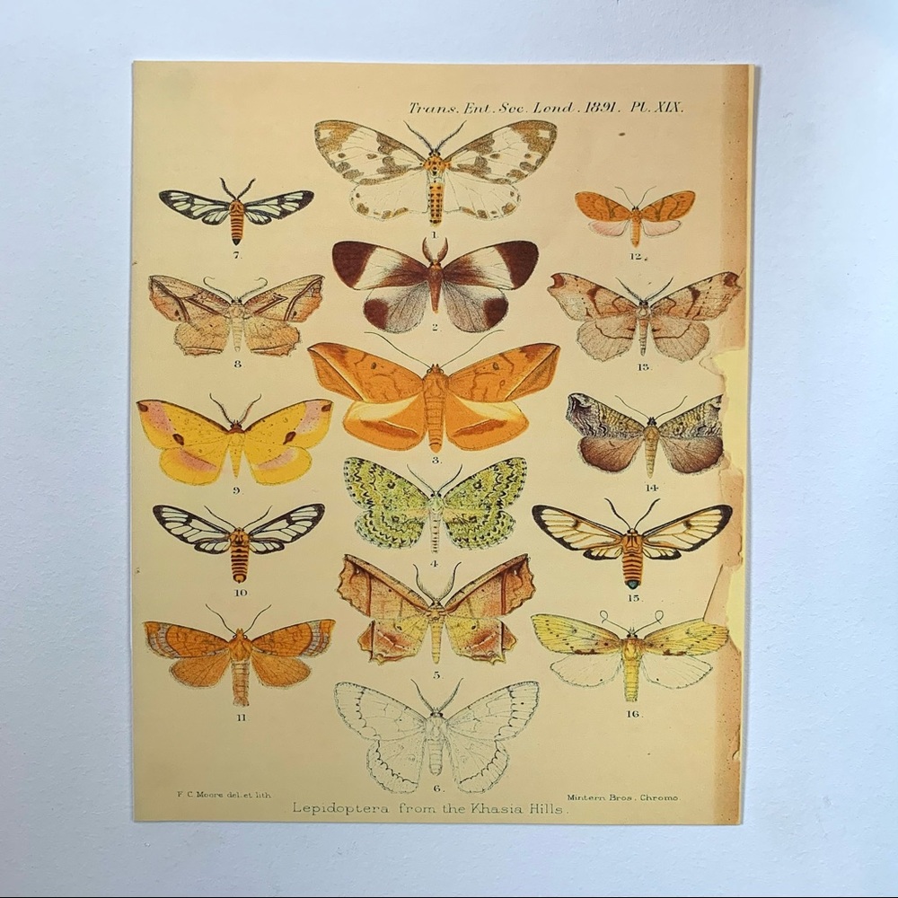 Biodiversity Butterfly Scientific Print 8x10